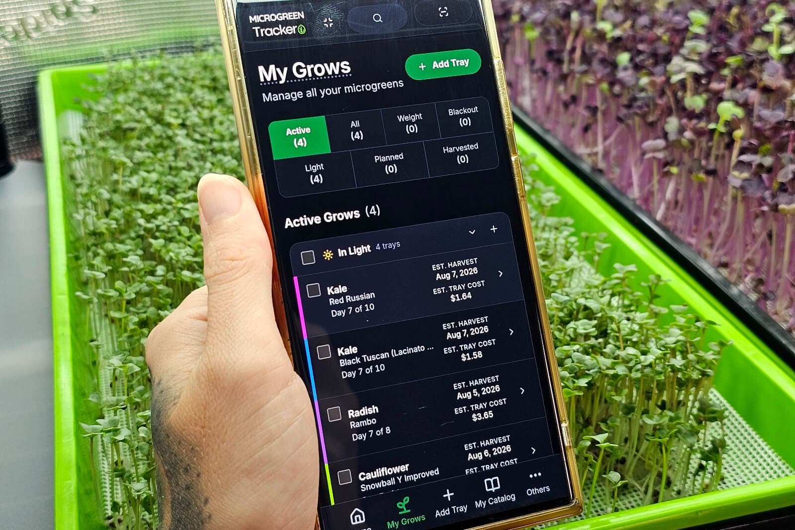 The My Grows screen listing four trays in light — kale, radish, and cauliflower — each with its estimated harvest date and estimated tray cost.